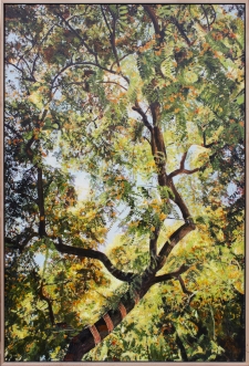 Tipu Tree / Main Image